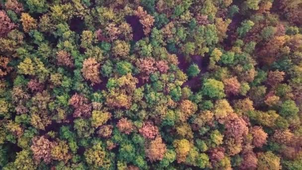 Воздушная Съемка Красивого Золотистого Зеленого Леса Осенью Закате Лицензионные Стоковые Видео