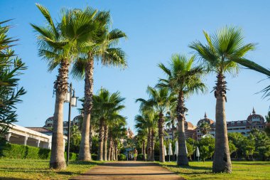 Sahilde palmiye ağaçları