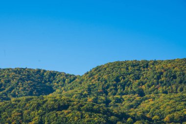 Arka planda orman ve gökyüzü manzarası