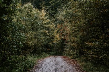 Dağ ormanında yol