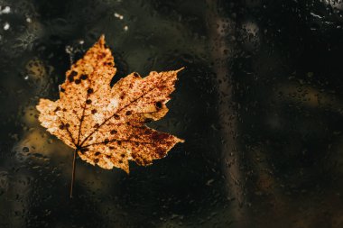 Arka planda sarı sonbahar yaprakları