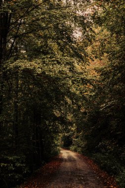 ormanda güneş ışınlarının