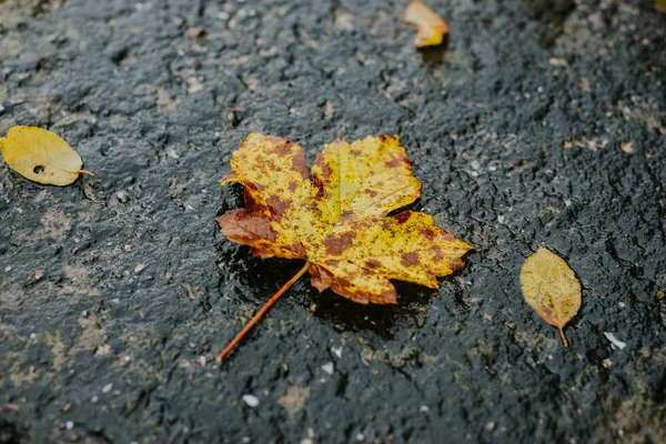 Żółte Liście Jesieni Tle — Zdjęcie stockowe