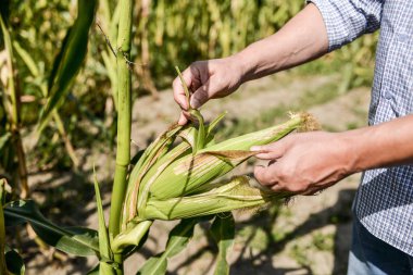 Bir bitkiyi tutan eller