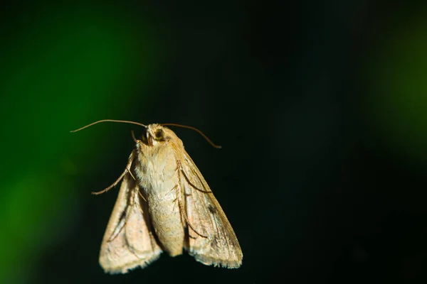 Motýl Zeleném Pozadí Makra — Stock fotografie