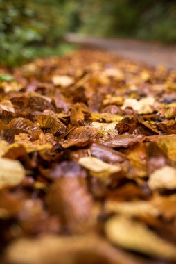 Parkta sonbahar yaprakları