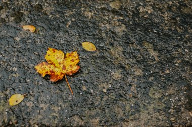  Sarı yapraklar asfalta düşer