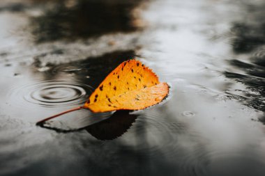 Su yansıtmalı sarı yaprak