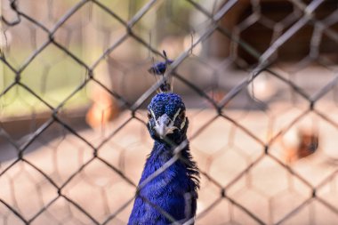 Hayvanat bahçesindeki kafeste tavus kuşu