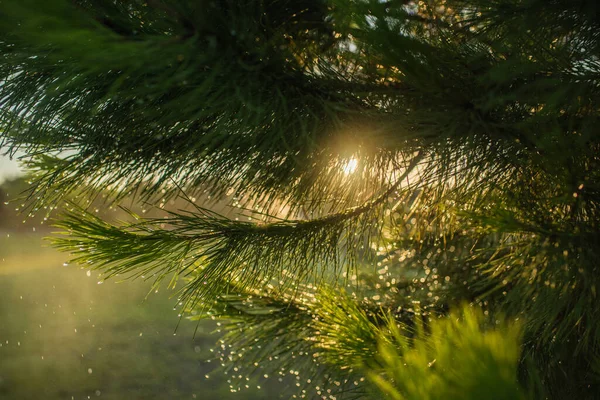 Sunbeams Pine Branches — Stock Photo, Image