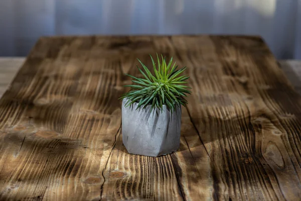 Pots Plantes Sur Table — Photo