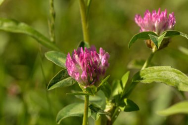 çiçekler ve yabani bitkiler