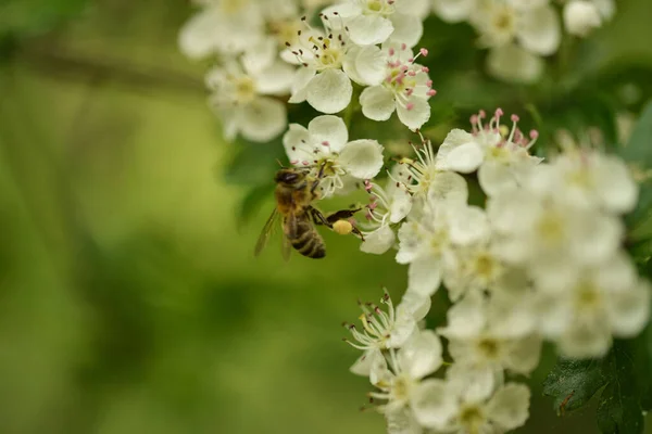 山楂花上的蜜蜂 — 图库照片#