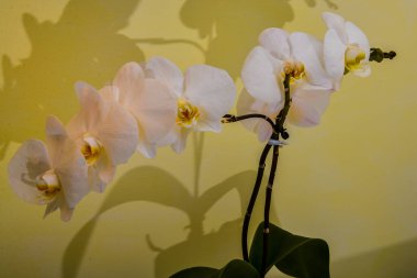  beyaz ve sarı orkide çiçeği