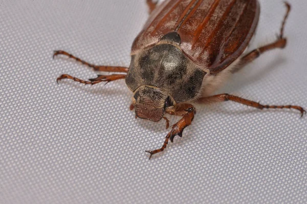 Hamamböceği Beyaz Arkaplanda Izole Edildi — Stok fotoğraf