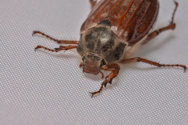 Kakkerlak Geïsoleerd Witte Achtergrond — Stockfoto