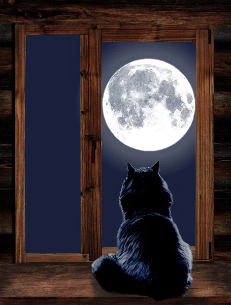 Cat looks through the window at the full moon — Stock Photo, Image