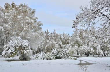 Kış peyzaj Park ilk kar yağışı sonra