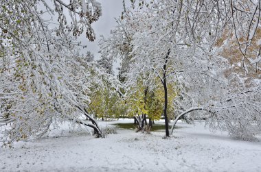 İlk kar altında sonbahar Şehir Parkı. 