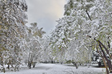 İlk kar altında sonbahar Şehir Parkı. 