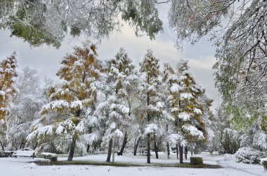 Kent parkta ilk kar yağışı