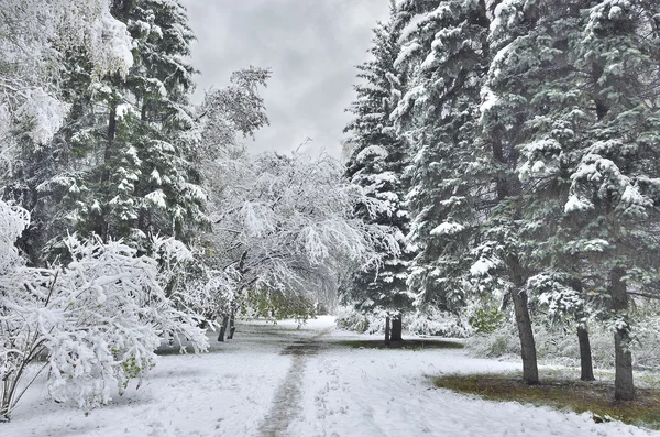 Kış veya geç sonbahar manzara ilk kar yağışı sonra. — Stok fotoğraf