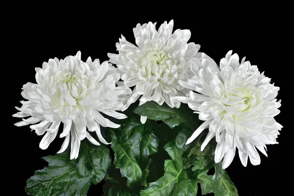 Tres hermosas flores de crisantemo blanco — Foto de Stock