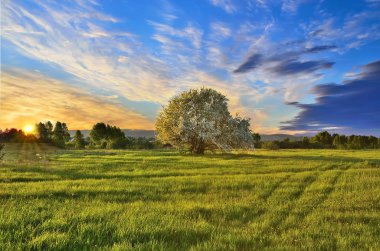 Gün batımında çiçek açan elma ağacı, Bahar yatay