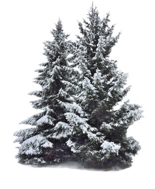 İki muhteşem karla kaplı köknar-beyaz izole ağaç