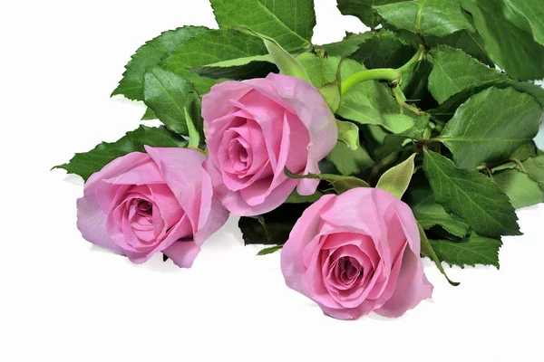 Buchet de trandafiri roz pe un fundal alb . — Fotografie, imagine de stoc