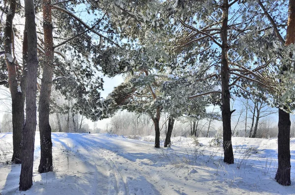 Beautiful winter landscape — Stock Photo, Image