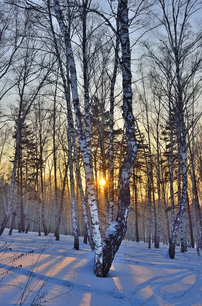 Hiver Lever de soleil dans la forêt de bouleaux — Photo