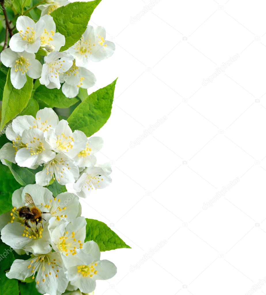 Jasmine flowers with bee isolated on white