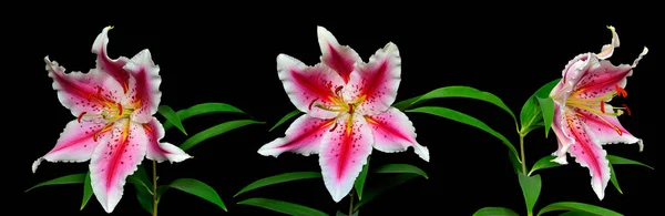 Tre eleganti fiori di giglio rosa maculato — Foto Stock