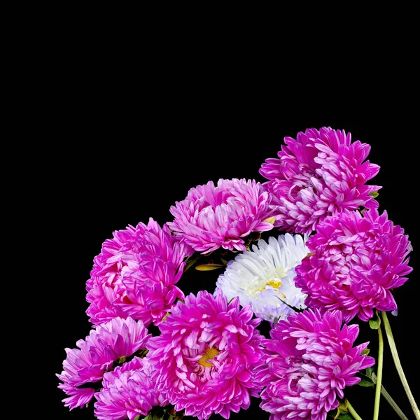 Charming  bouquet of pink asters — Stock Photo, Image