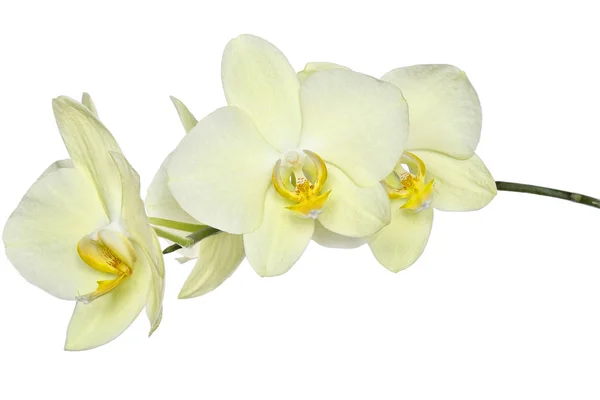 Delicate yellow orchids — Stock Photo, Image