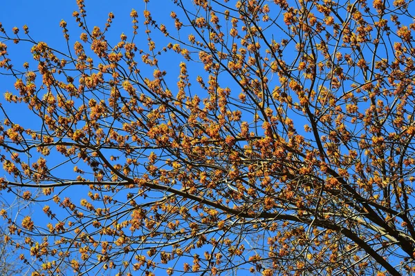 Acero americano o frassino fiorito (Acer negundo ) — Foto Stock
