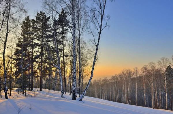 Paysage hivernal dans la forêt au coucher du soleil . — Photo