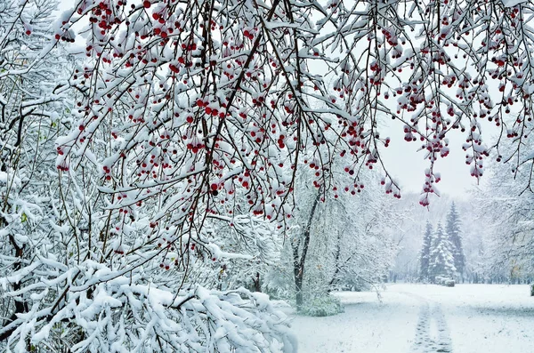 Bela paisagem de inverno - queda de neve no parque da cidade — Fotografia de Stock