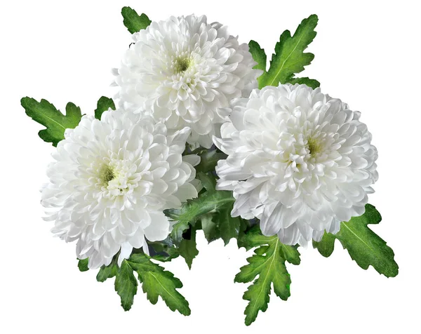 Bukett med vita krysantemum blommor — Stockfoto