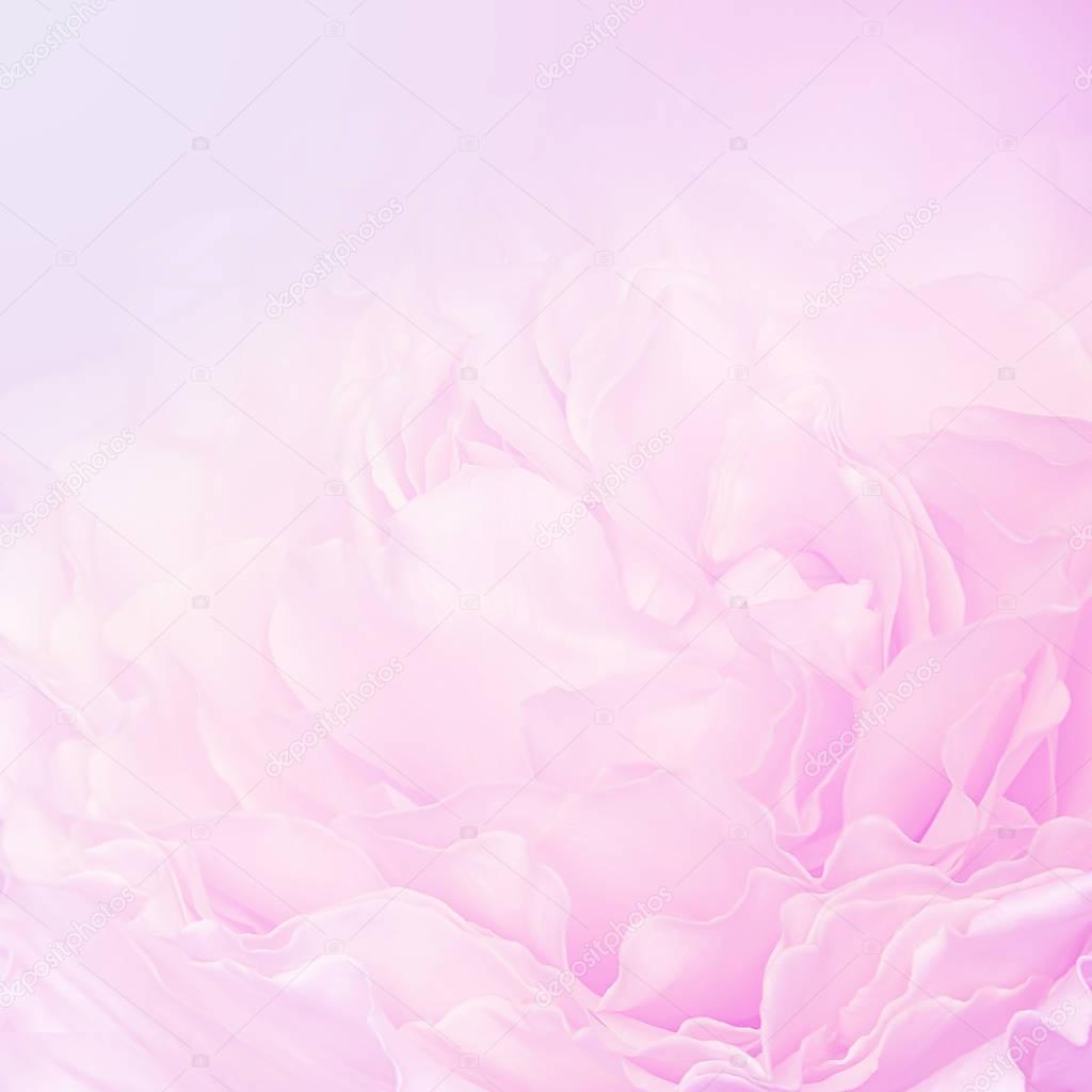Pink rose petals blur background