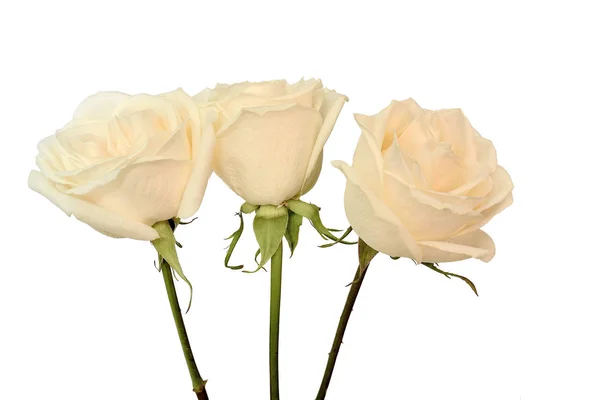 Tre rose cremose su bianco — Foto Stock