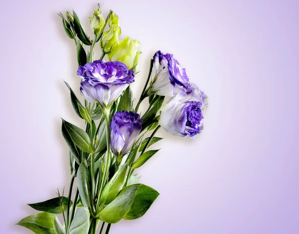 Bouquet of Eustoma flowers isolated on a tender lilac background — Stock Photo, Image