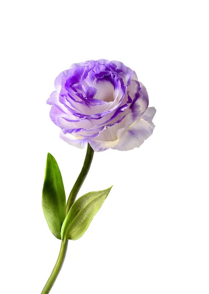 Eustoma fiore isolato su uno sfondo bianco — Foto Stock