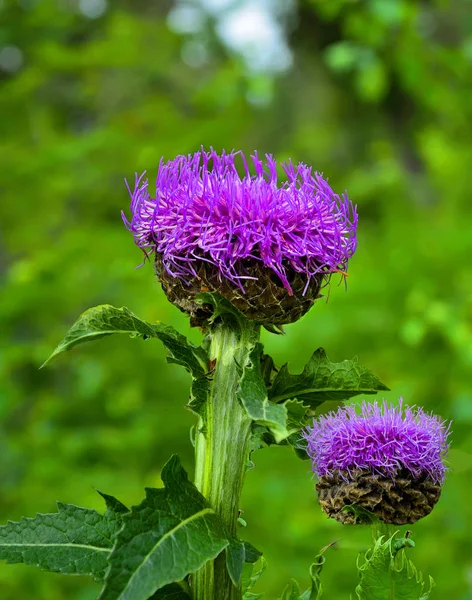 Levzeya saflorovidny of maral root (Rhaponticum carthamoides) wi — Stockfoto