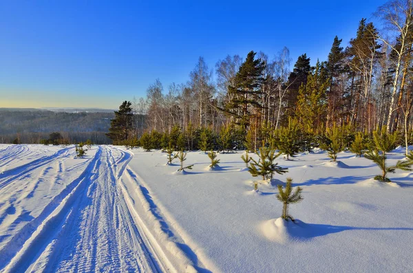 Солнечный зимний пейзаж с молодыми зелеными елками — стоковое фото
