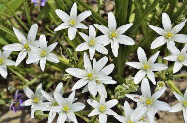 Yıldız-of-Bethlehem ilk bahar çiçekleri (Ornithogalum umbellat