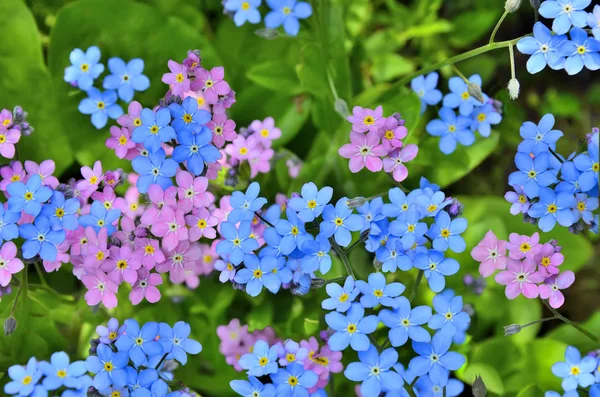 Růžové a modré květiny Pomněnka zblízka — Stock fotografie