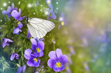 Beyaz kelebek bir Eflatun Menekşe çiçek üzerinde oturur