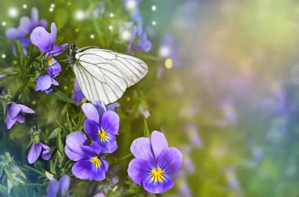 ライラック紫の花に座っている白い蝶 — ストック写真